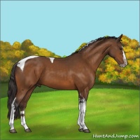 Horse Color:Buckskin Splash Tobiano 