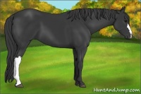 Horse Color:Black 