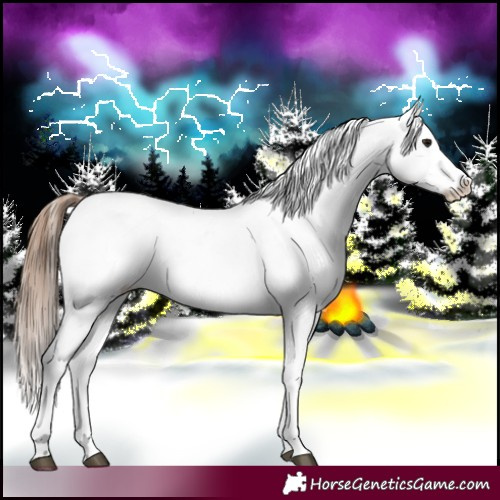 Horse Color:White Spotted Bay Frame Varnish Rabicano  and White Spotted Bay Splash Frame Varnish Rabicano 