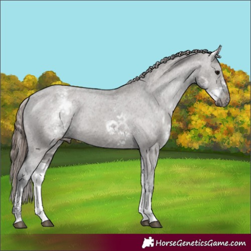 Horse Color:White Spotted Grullo Appaloosa Rabicano  and White Spotted Grullo Appaloosa Rabicano 