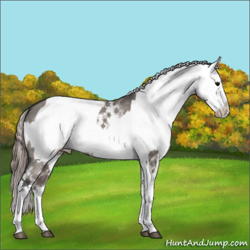 Horse Color:White Spotted Grullo Appaloosa Rabicano  and White Spotted Grullo Appaloosa Rabicano 