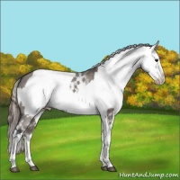 Horse Color:White Spotted Grullo Appaloosa Rabicano and White Spotted Grullo Appaloosa Rabicano
