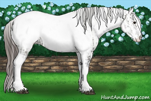 Horse Color:White Spotted Grullo Near Fewspot Rabicano and White Spotted Grullo Near Fewspot Rabicano