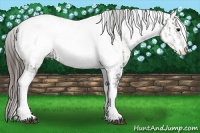 Horse Color:White Spotted Grullo Near Fewspot Rabicano and White Spotted Grullo Near Fewspot Rabicano
