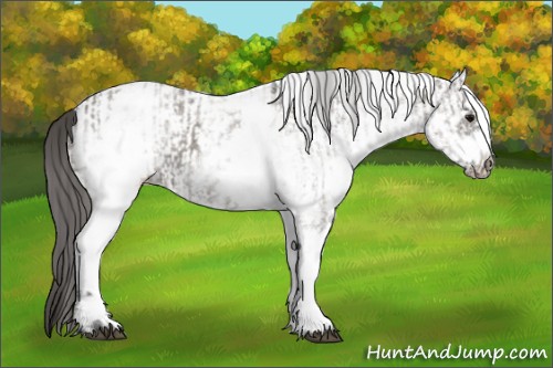 Horse Color:White Spotted Grullo Appaloosa Rabicano  and White Spotted Grullo Frame Appaloosa Rabicano 