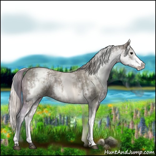 Horse Color:White Spotted Grullo Varnish Rabicano and White Spotted Silver Grullo Varnish Rabicano