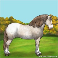 Horse Color:White Spotted Grullo Pearl Appaloosa Rabicano  and White Spotted Grullo Pearl Frame Appaloosa Rabicano 