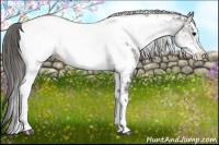 Horse Color:White Spotted Grullo Appaloosa Rabicano and White Spotted Grullo Appaloosa Rabicano