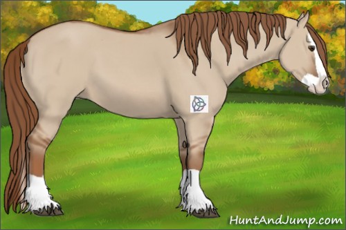Horse Color:Red Dun Splash 