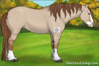 Horse Color:Red Dun Splash 