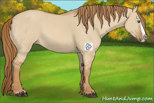 Horse Color:Red Dun Splash 