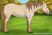 Horse Color:Red Dun Splash 