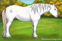 Horse Color:White Spotted Grullo Near Fewspot Rabicano and White Spotted Smoky Grullo Pearl Near Fewspot Rabicano
