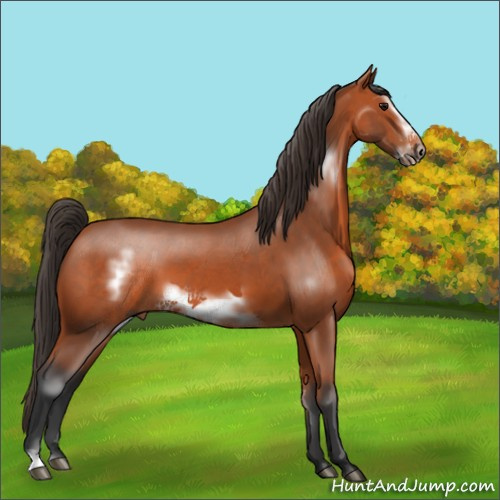 Horse Color:Bay Sabino Frame 