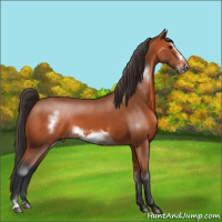 Horse Color:Bay Sabino Frame