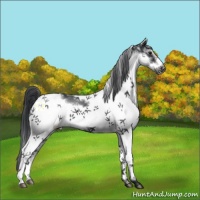 Horse Color:White Spotted Black Frame