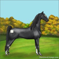 Horse Color:Black Sabino 