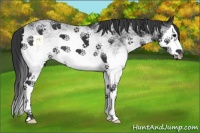 Horse Color:White Spotted Black Splash