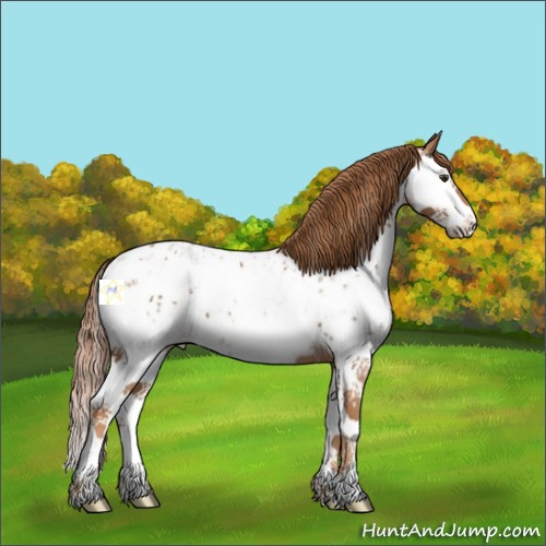 Horse Color:White Spotted Chestnut Splash Appaloosa 