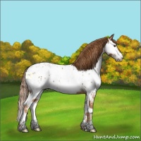 Horse Color:White Spotted Chestnut Splash Appaloosa 