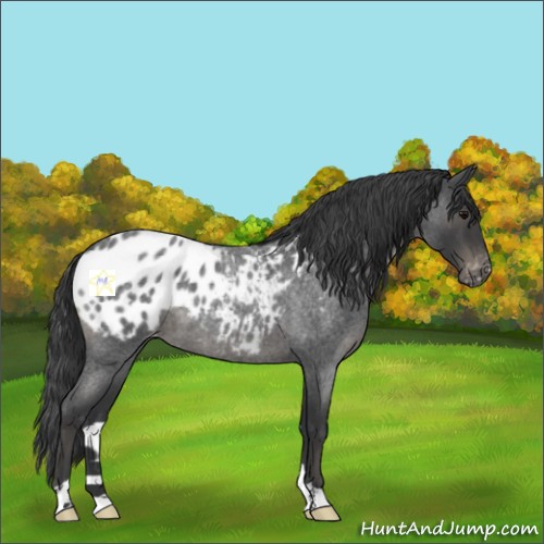Horse Color:Blue Roan Appaloosa 