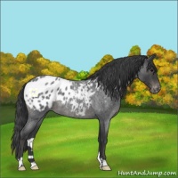 Horse Color:Blue Roan Appaloosa 