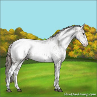 Horse Color:White Spotted Grullo Appaloosa Rabicano  and White Spotted Grullo Appaloosa Rabicano 