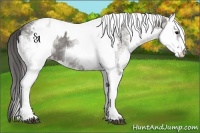 Horse Color:White Spotted Grullo Varnish Rabicano  and White Spotted Grullo Varnish Rabicano 