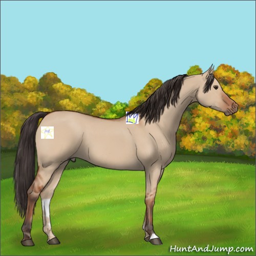 Horse Color:Bay Dun