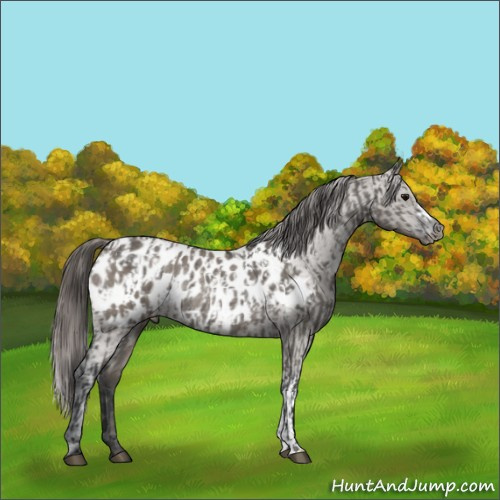 Horse Color:Grullo Near Leopard Rabicano  and Grullo Near Leopard Rabicano 