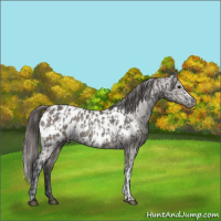 Horse Color:Grullo Appaloosa Rabicano and Grullo Appaloosa Rabicano