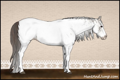 Horse Color:White Spotted Grullo Near Fewspot Rabicano and White Spotted Brown Dun Near Fewspot Rabicano