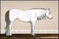 Horse Color:White Spotted Grullo Near Fewspot Rabicano  and White Spotted Brown Dun Near Fewspot Rabicano 