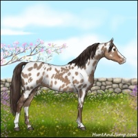 Horse Color:White Spotted Liver Red Dun Sabino Appaloosa 