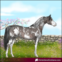 Horse Color:Platinum White Spotted Liver Chestnut Sabino 