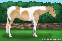 Horse Color:Palomino Tobiano 