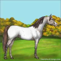 Horse Color:Grullo Appaloosa Rabicano  and Classic Champagne Dun Appaloosa Rabicano 