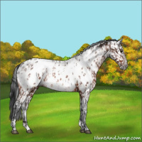 Horse Color:Bay Near Leopard  and Gray Bay Near Leopard 