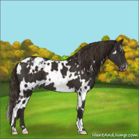 Horse Color:White Spotted Liver Chestnut Varnish