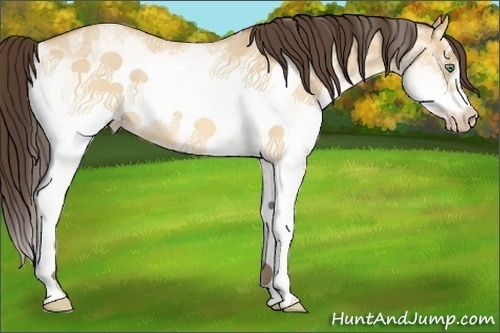 Horse Color:White Spotted Sable Cream Champagne Roan Dun Splash Frame Rabicano 