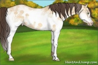 Horse Color:White Spotted Sable Cream Champagne Roan Dun Splash Frame Rabicano 