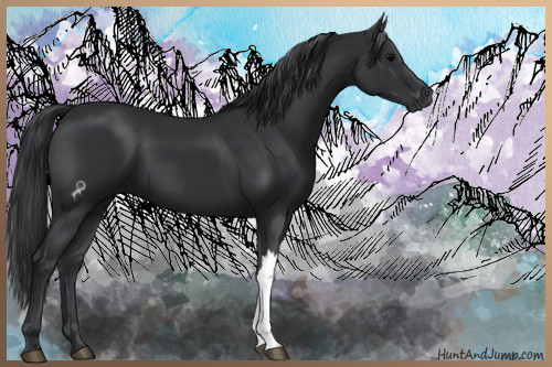 Horse Color:Black 
