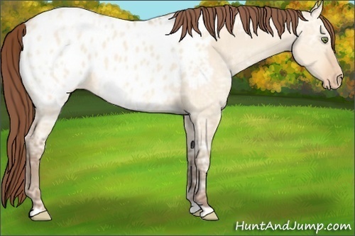 Horse Color:Amber Champagne Ice Dun Appaloosa 