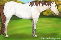 Horse Color:Amber Champagne Ice Dun Appaloosa 