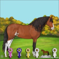 Horse Color:Bay Sabino 