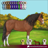 Horse Color:Bay Sabino