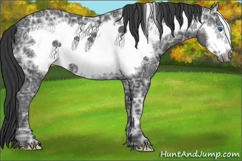 Horse Color:Black Ice Frame 