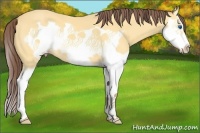 Horse Color:Chocolate Amber Cream Champagne Splash Frame 