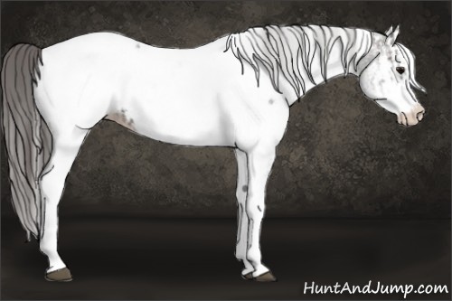 Horse Color:White Spotted Grullo Appaloosa Rabicano and White Spotted Grullo Splash Appaloosa Rabicano