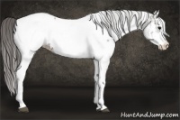 Horse Color:White Spotted Grullo Near Fewspot Rabicano  and White Spotted Grullo Splash Near Fewspot Rabicano 